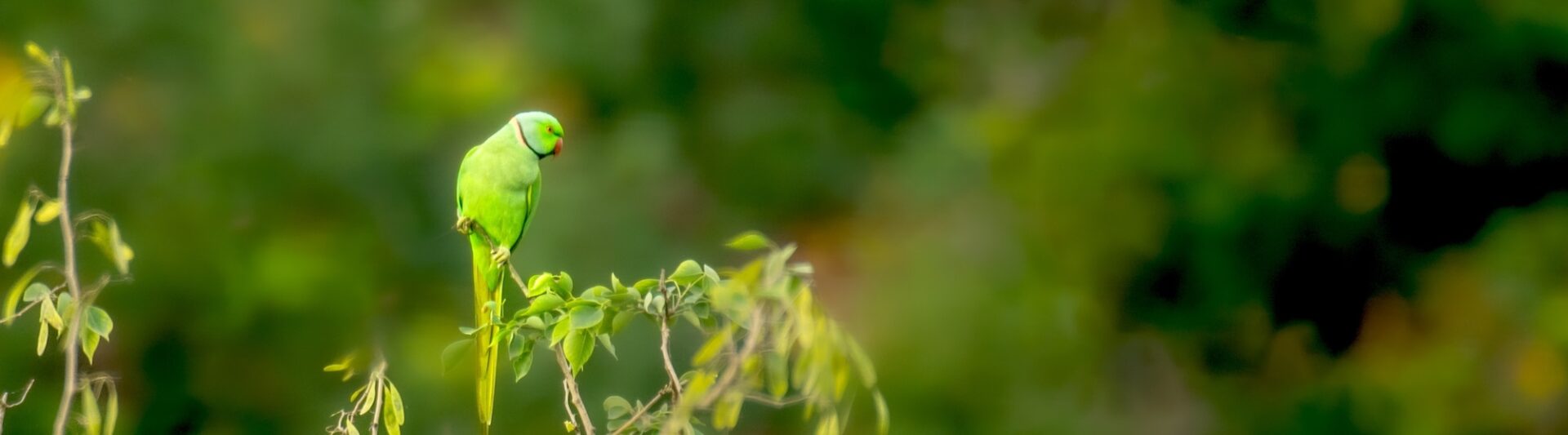 perruche verte à collier dans la nature